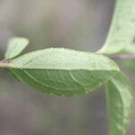 Calea prunifolia Leaf