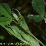 Trifolium ornithopodioides Kvet
