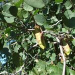 Cercis occidentalis Fruitua