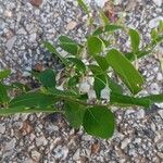 Vaccinium arboreum Flor