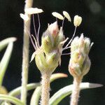Plantago albicans 花