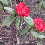 Rhododendron argipeplum