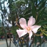 Nerium oleander Blüte