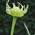 Helenium autumnale Çiçek