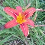 Hemerocallis fulvaBlüte