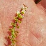 Sesamoides purpurascens 花