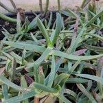 Carpobrotus glaucescens Leaf