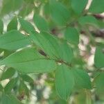 Jasminum grandiflorum Folla