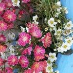 Lewisia cotyledon Λουλούδι
