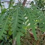 Sonchus palmensis Leaf