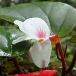 Begonia poculifera