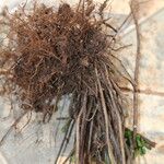 Asplenium erectum Other