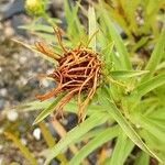 Pentanema ensifolium Floro