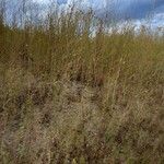 Epilobium brachycarpum Habitat