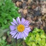 Aster tongolensis Кветка