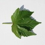Dombeya acutangula অন্যান্য