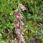 Epipactis atrorubens Цвят