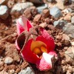 Hydnora abyssinica Leaf