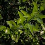 Ruscus hypophyllum Leaf