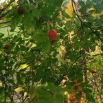 Rosa woodsii Fruit