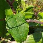 Basella alba Leaf