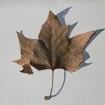 Platanus x hispanica その他の提案
