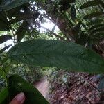 Aporosa benthamiana 叶