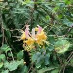 Lonicera periclymenumFlower