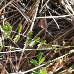 Sanguisorba verrucosa Buveinė