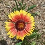 Gaillardia pulchellaFlower