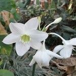 Eucharis × grandifloraFlower