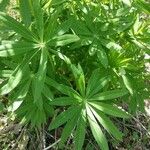 Lupinus arboreus Foglia