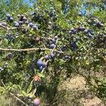Prunus spinosa Frukt