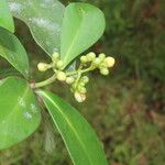 Clusia cylindrica Hoja