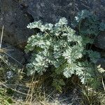 Artemisia vallesiaca Hábito