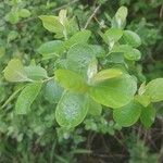 Salix aurita Leaf