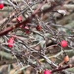 Berberis thunbergii Annet