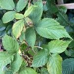 Rubus bertramii Blad