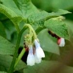 Symphytum caucasicum Folha