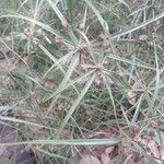 Cyperus ligularis Квітка