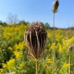 Daucus carotaफूल