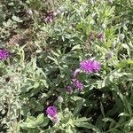 Gutenbergia cordifolia Alia