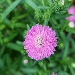 Symphyotrichum novi-belgiiFlower