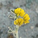 Medicago marinaFlor