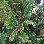 Antrophyum boryanum Hoja
