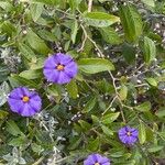 Lycianthes rantonnetii Fula