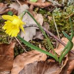 Narcissus minor Flor