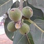 Ficus obtusifolia Fruit