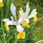 Iris orientalis Fiore