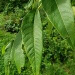 Juglans nigra Foglia